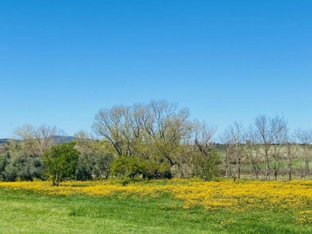 Bed&Breakfast Casale del Sole Castellina Marittima Exterior foto